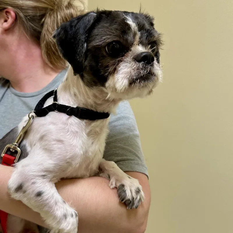 A young small-sized male Black Shih Tzu dog named Bruce for adoption in Bedford, NH
