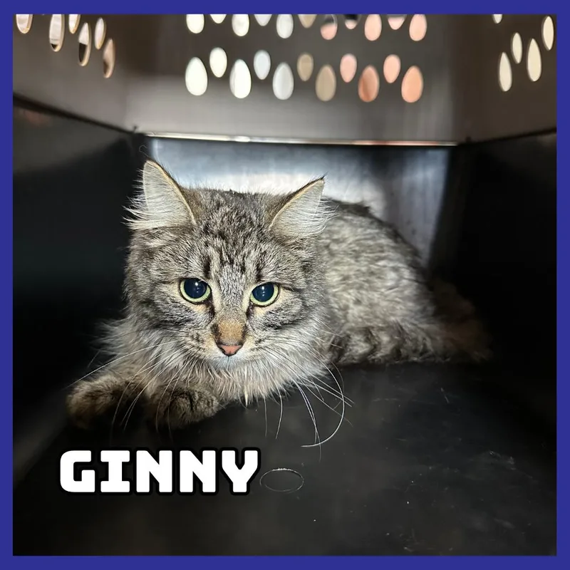 A young small-sized female Gray / Blue / Silver Domestic Medium Hair cat named Ginny for adoption in Glenwood, MN
