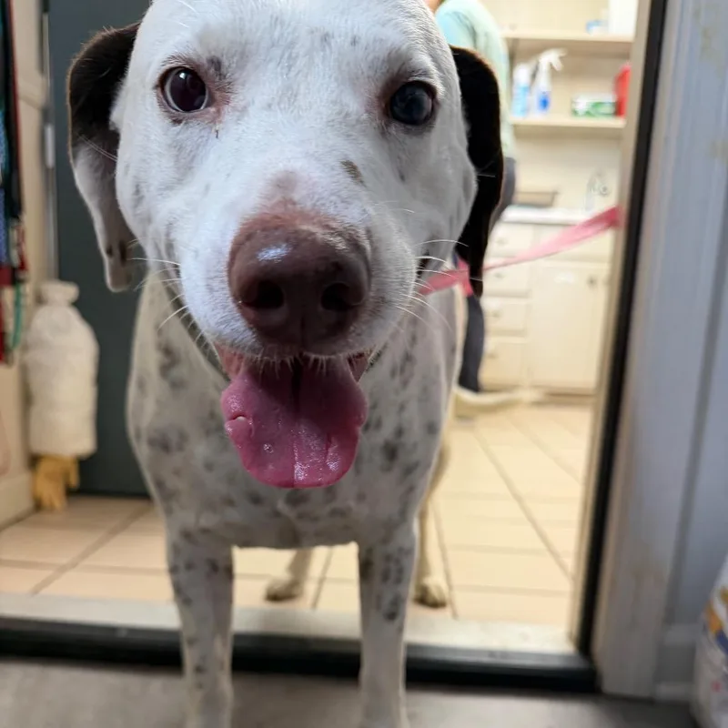 Tuscstray thumbnail 2