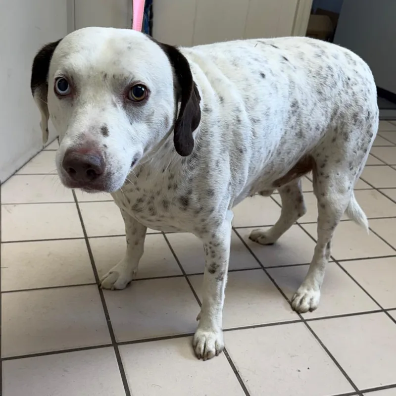 Tuscstray thumbnail 3