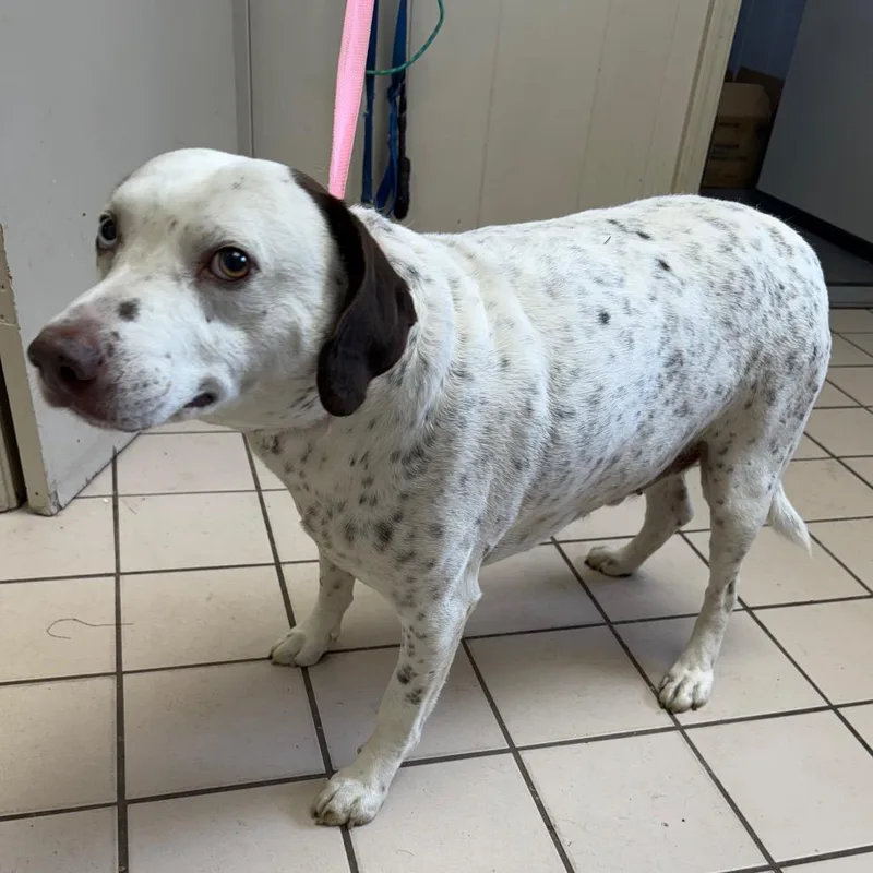 Tuscstray thumbnail 4