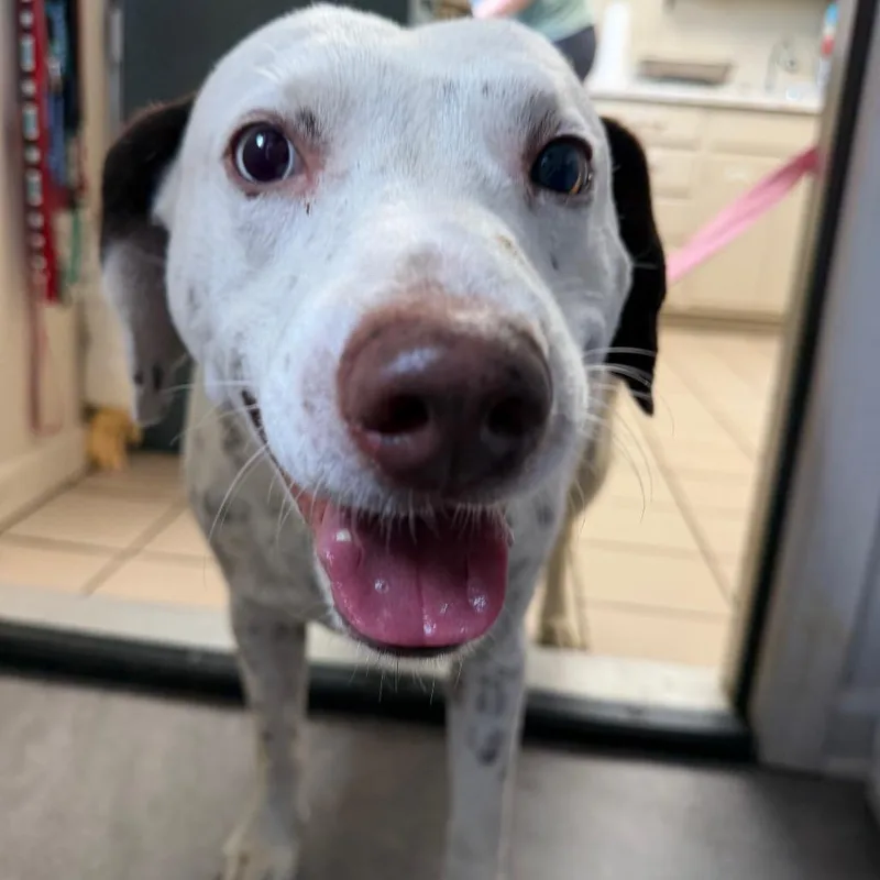 Tuscstray thumbnail 5