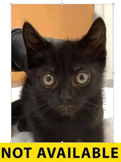 A baby small-sized female Domestic Short Hair cat named DoseyDoe for adoption in Eugene, OR