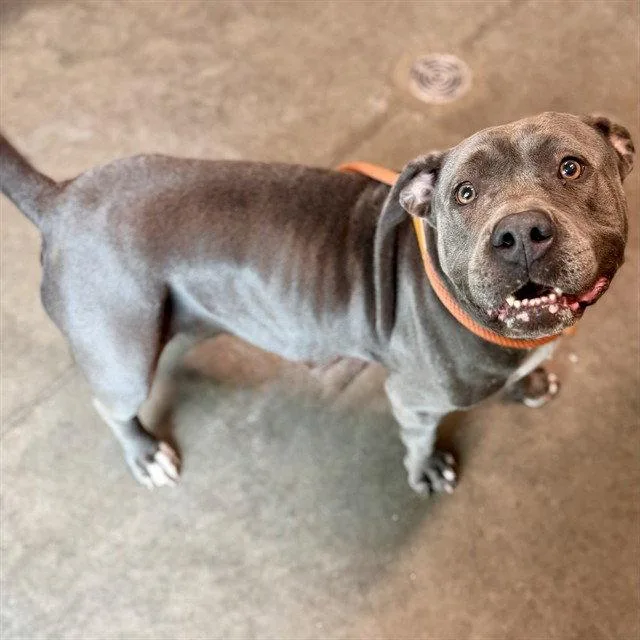 An adult large-sized female American Bulldog dog named Queen for adoption in Tavares, FL