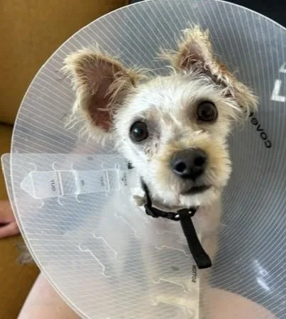 A baby small-sized female Apricot / Beige Schnauzer dog named Ronin for adoption in Pasco, WA