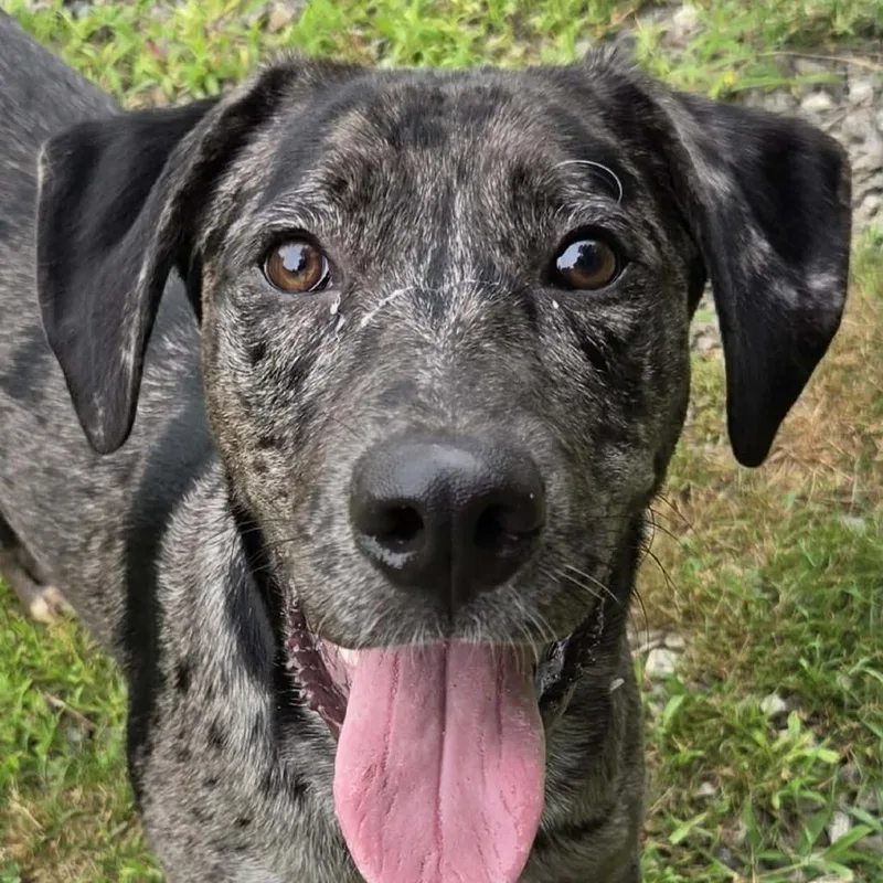A young large-sized male Gray / Blue / Silver Catahoula Leopard Dog dog named CT Colt for adoption in Eastford, CT