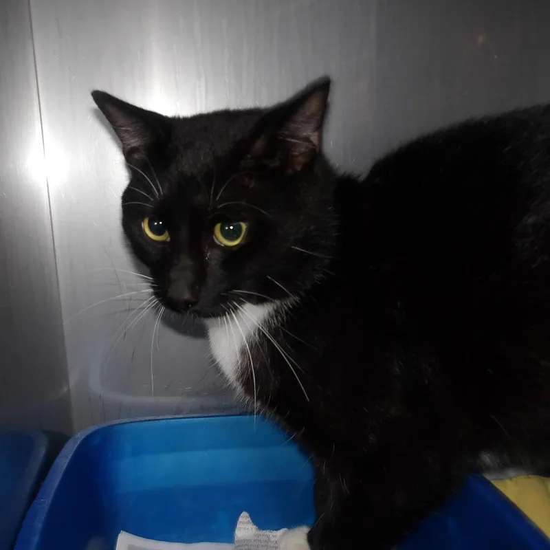 An adult large-sized male Black Domestic Short Hair cat named BeeBee for adoption in Marble, NC