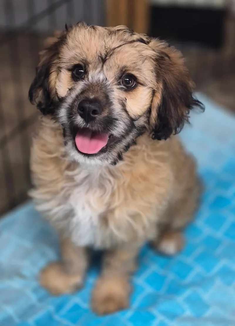 A baby small-sized male Havanese dog named Finn for adoption in Los Angeles, CA