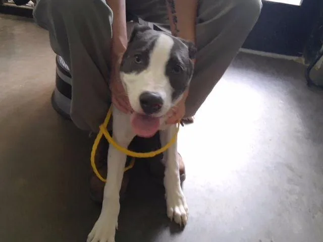 A young small-sized male Pit Bull Terrier dog named Chester for adoption in Tulsa, OK