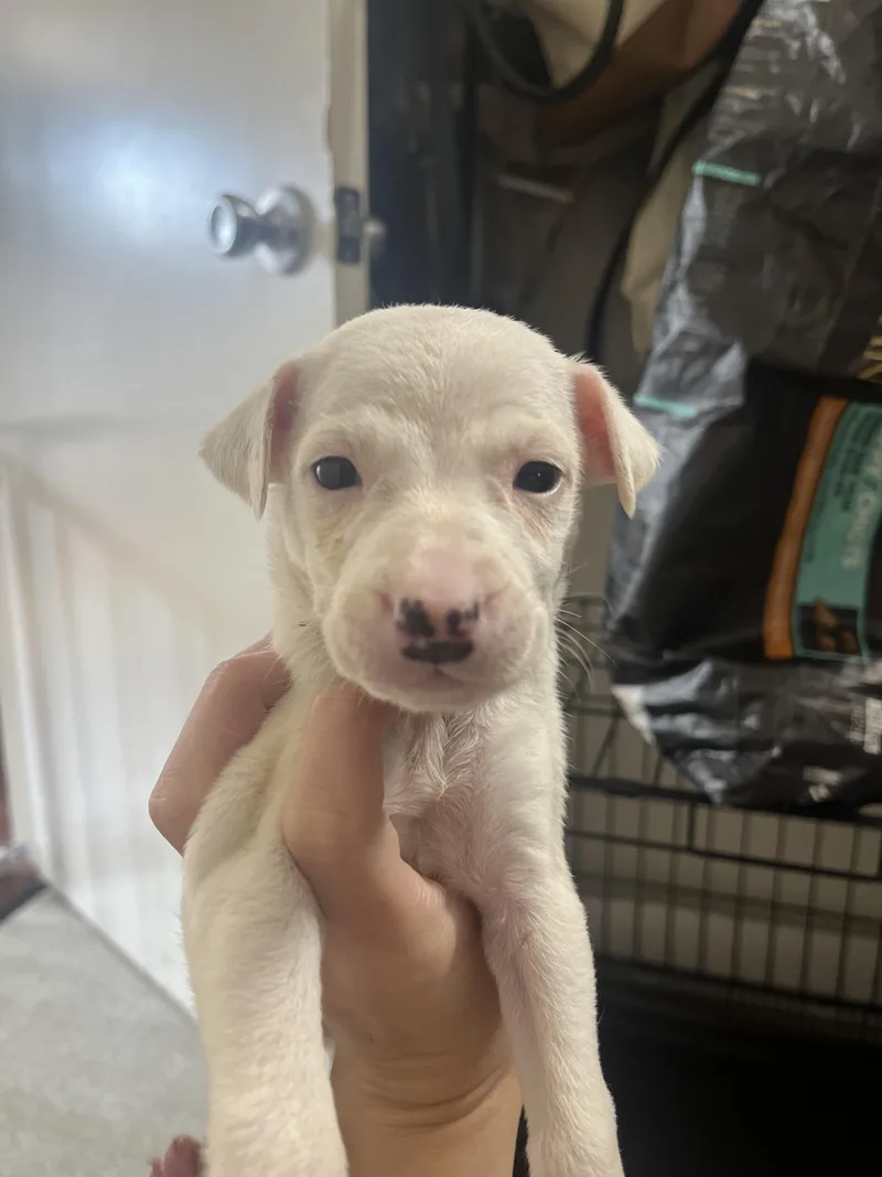 A baby medium-sized male Australian Cattle Dog / Blue Heeler dog named Diesel for adoption in Penryn, CA