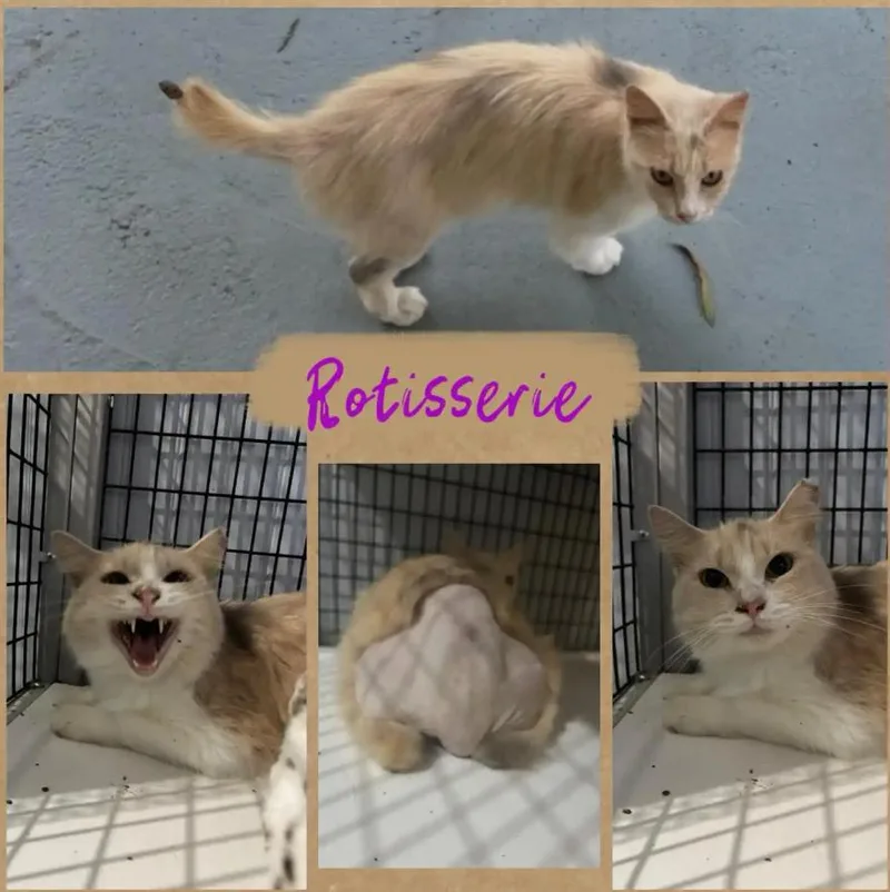 Rotisserie thumbnail 2