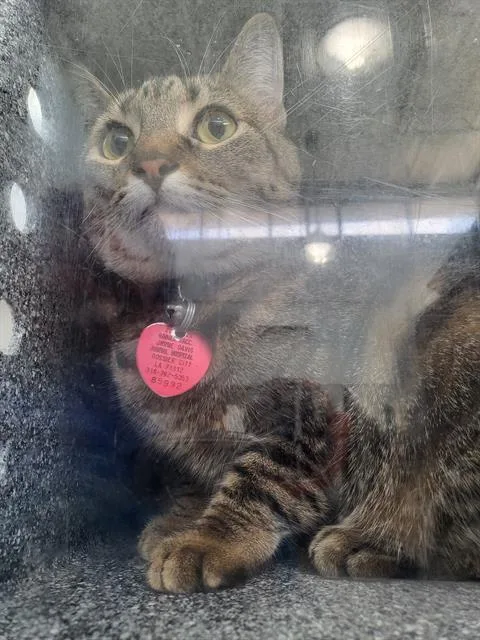 A young medium-sized female Domestic Short Hair cat named Greedy for adoption in Dallas, TX