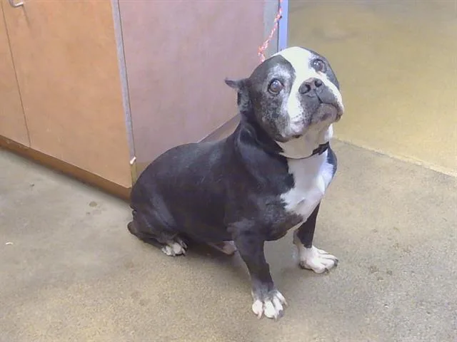 A senior large-sized male Pit Bull Terrier dog named Jackpot for adoption in Sacramento, CA