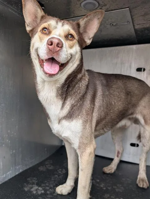 A young medium-sized male Husky dog named Astro for adoption in San Antonio, TX