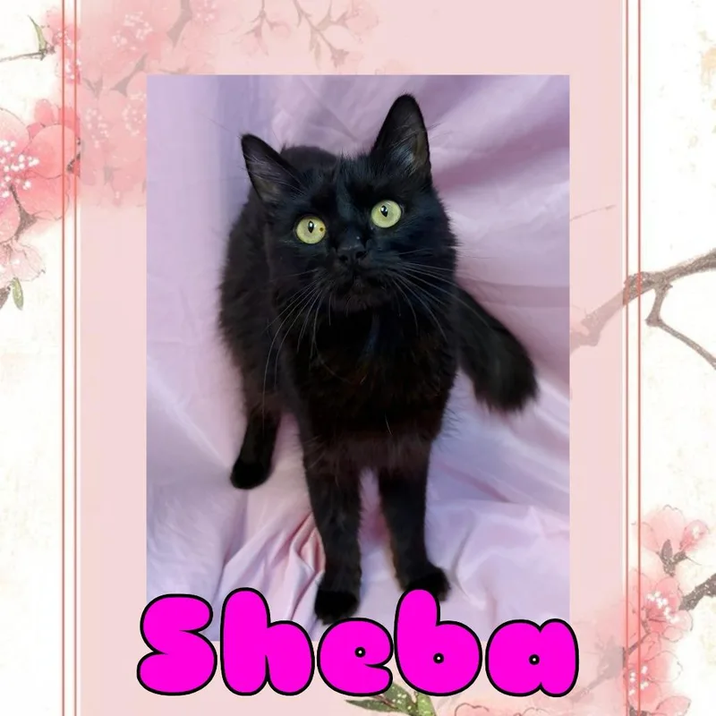 A young medium-sized female Black Domestic Long Hair cat named Sheba for adoption in Royse City, TX