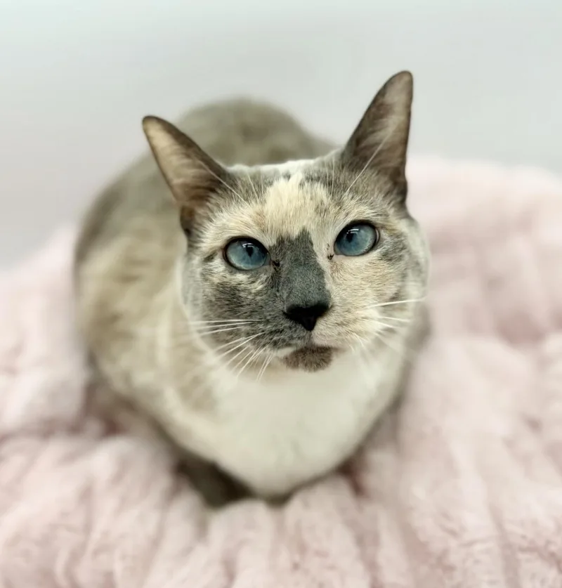 An adult medium-sized female Blue Cream Siamese cat named Katara for adoption in Covington, LA