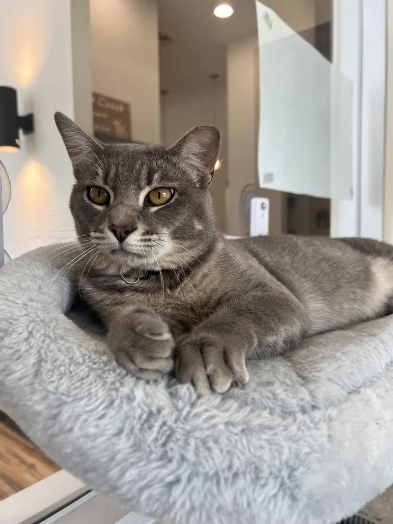 A young medium-sized male Tabby (Gray / Blue / Silver) Domestic Short Hair cat named Freddy for adoption in Houston, TX