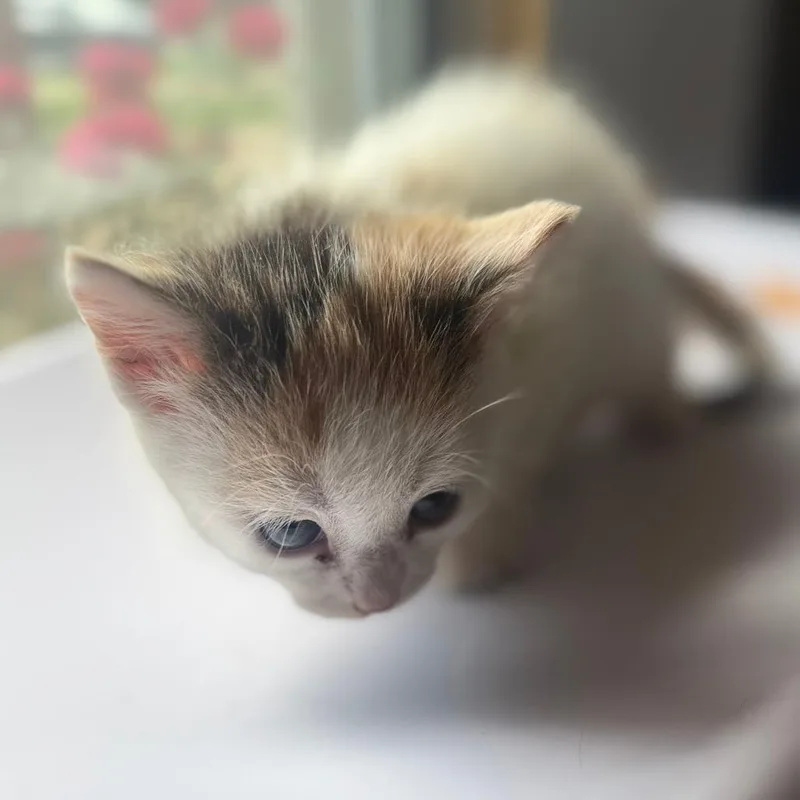 Taffy