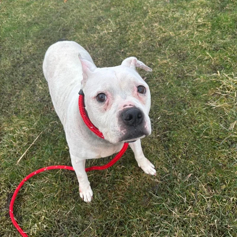 A senior medium-sized female White / Cream Terrier dog named Lumi for adoption in Brookfield, WI