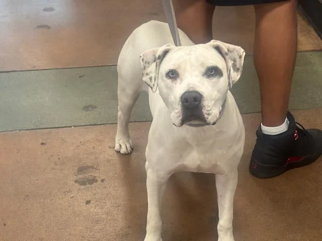 A young small-sized female Pit Bull Terrier dog named Vanica for adoption in Van Nuys, CA