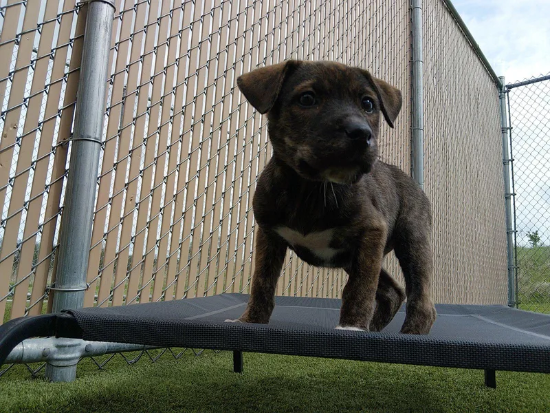 A baby medium-sized female Brindle Pit Bull Terrier dog named Toph for adoption in Liberty, MO