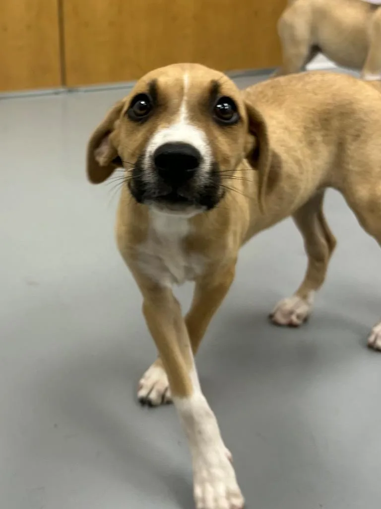A baby medium-sized female Shepherd dog named Eclair for adoption in Hartsville, SC