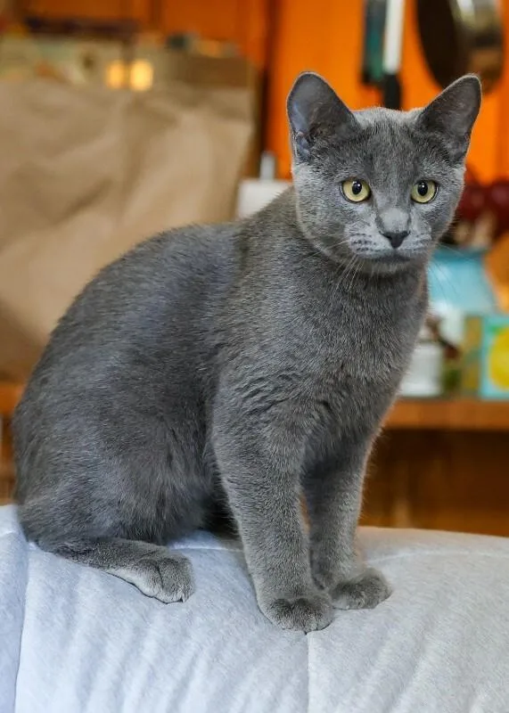 A young medium-sized male Gray / Blue / Silver Domestic Short Hair cat named Skibble for adoption in Arlington, WA
