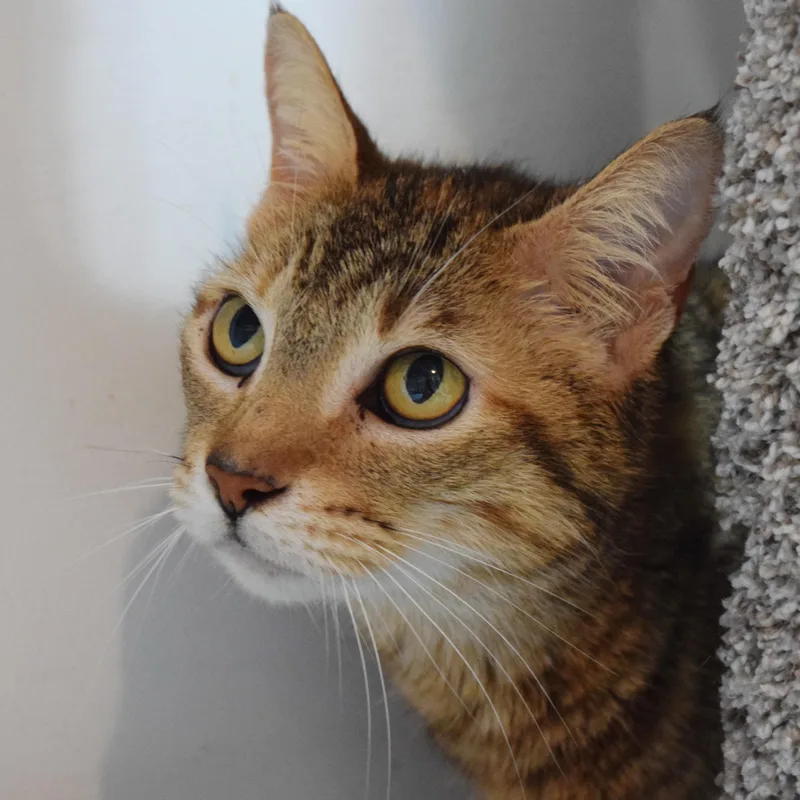 Cinnamon thumbnail 2