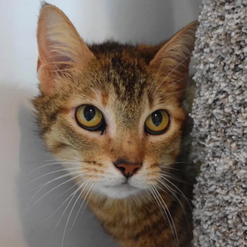 A young medium-sized female Tabby (Brown / Chocolate) Domestic Short Hair cat named Cinnamon for adoption in Bulverde, TX