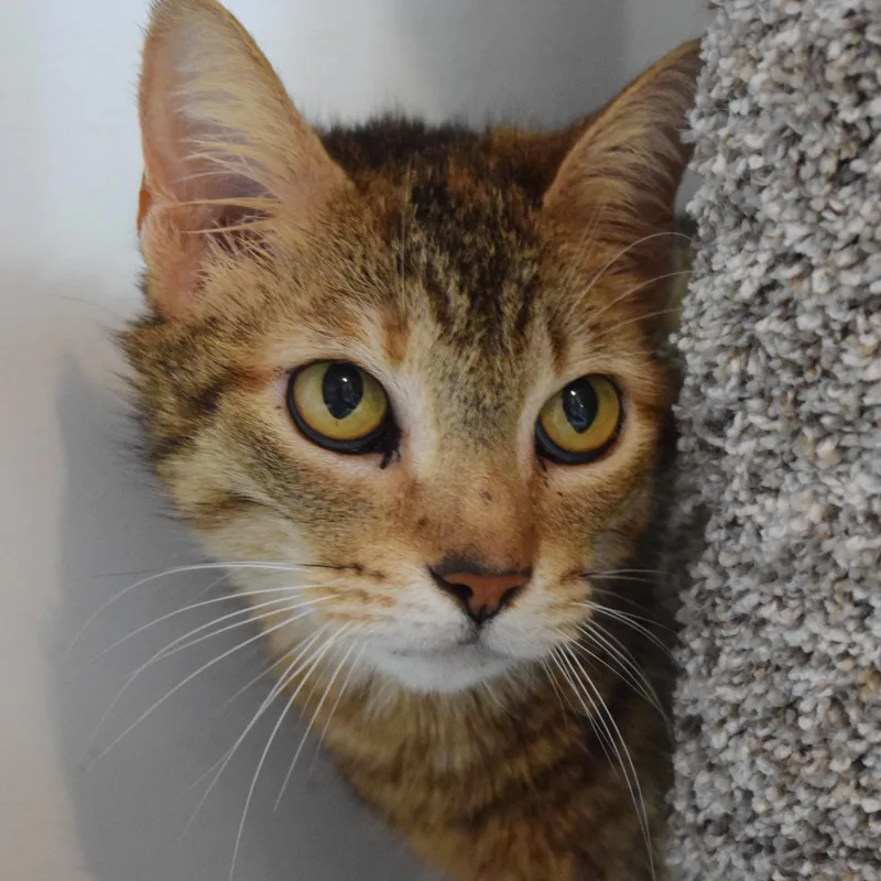 Cinnamon thumbnail 3