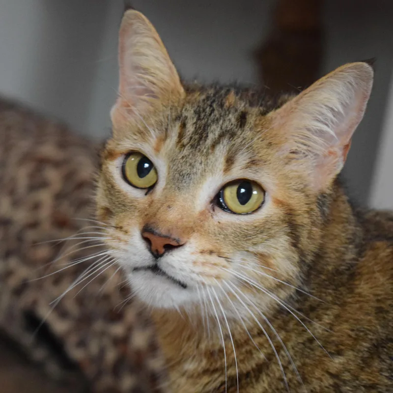 Cinnamon thumbnail 4