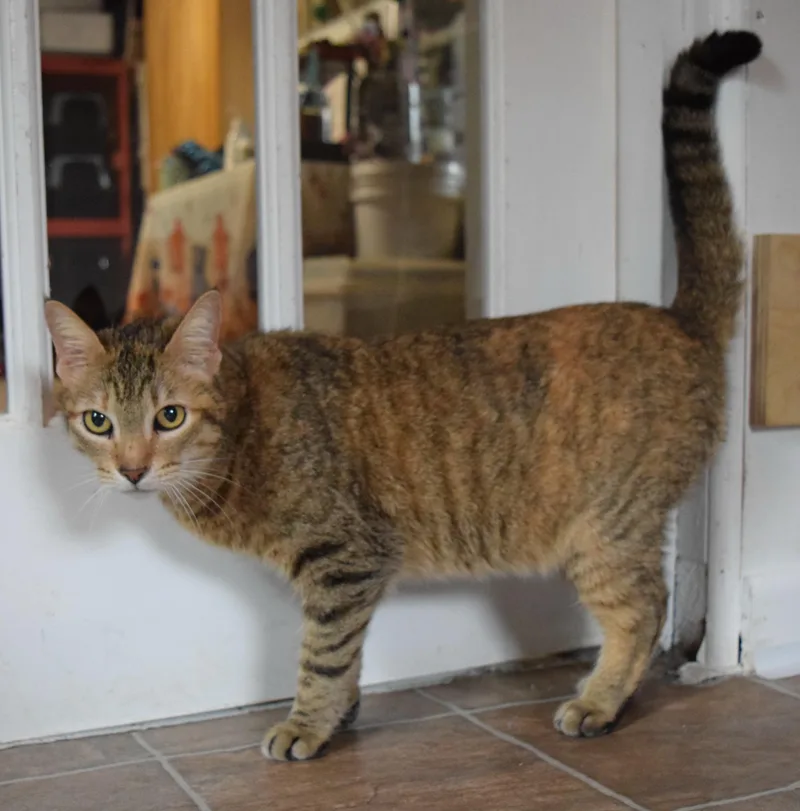 Cinnamon thumbnail 5