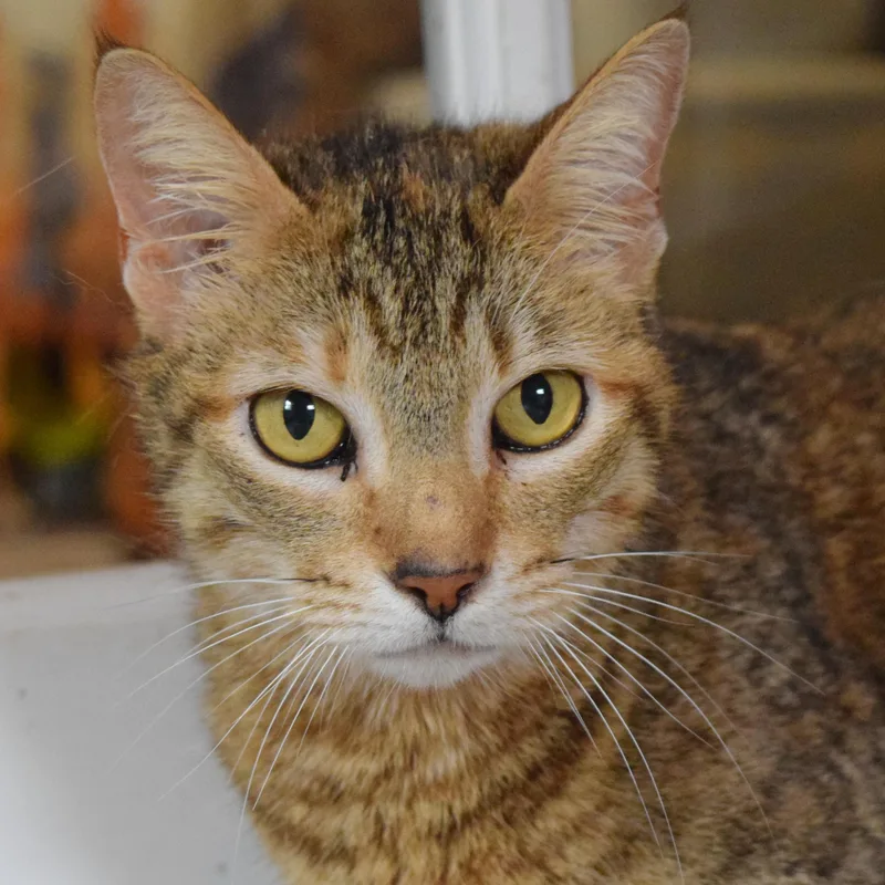 Cinnamon thumbnail 6