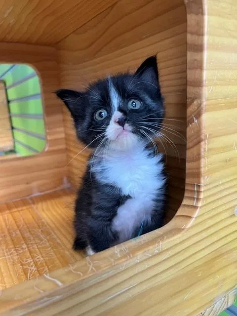 A young medium-sized male Black & White / Tuxedo Domestic Medium Hair cat named Denver for adoption in Tyler, TX