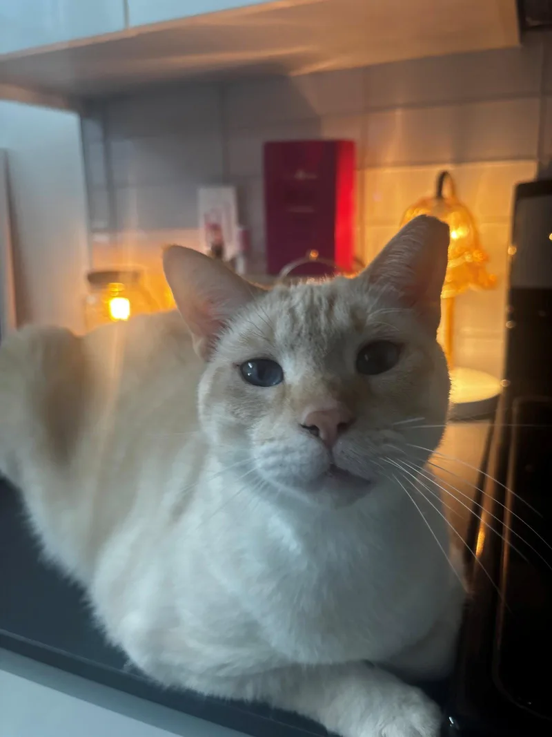 An adult medium-sized male Siamese cat named Blue Boy for adoption in Oakland Park, FL