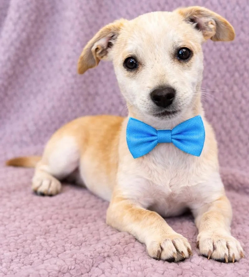 A baby small-sized male Apricot / Beige Chihuahua dog named Casper for adoption in Lodi, CA