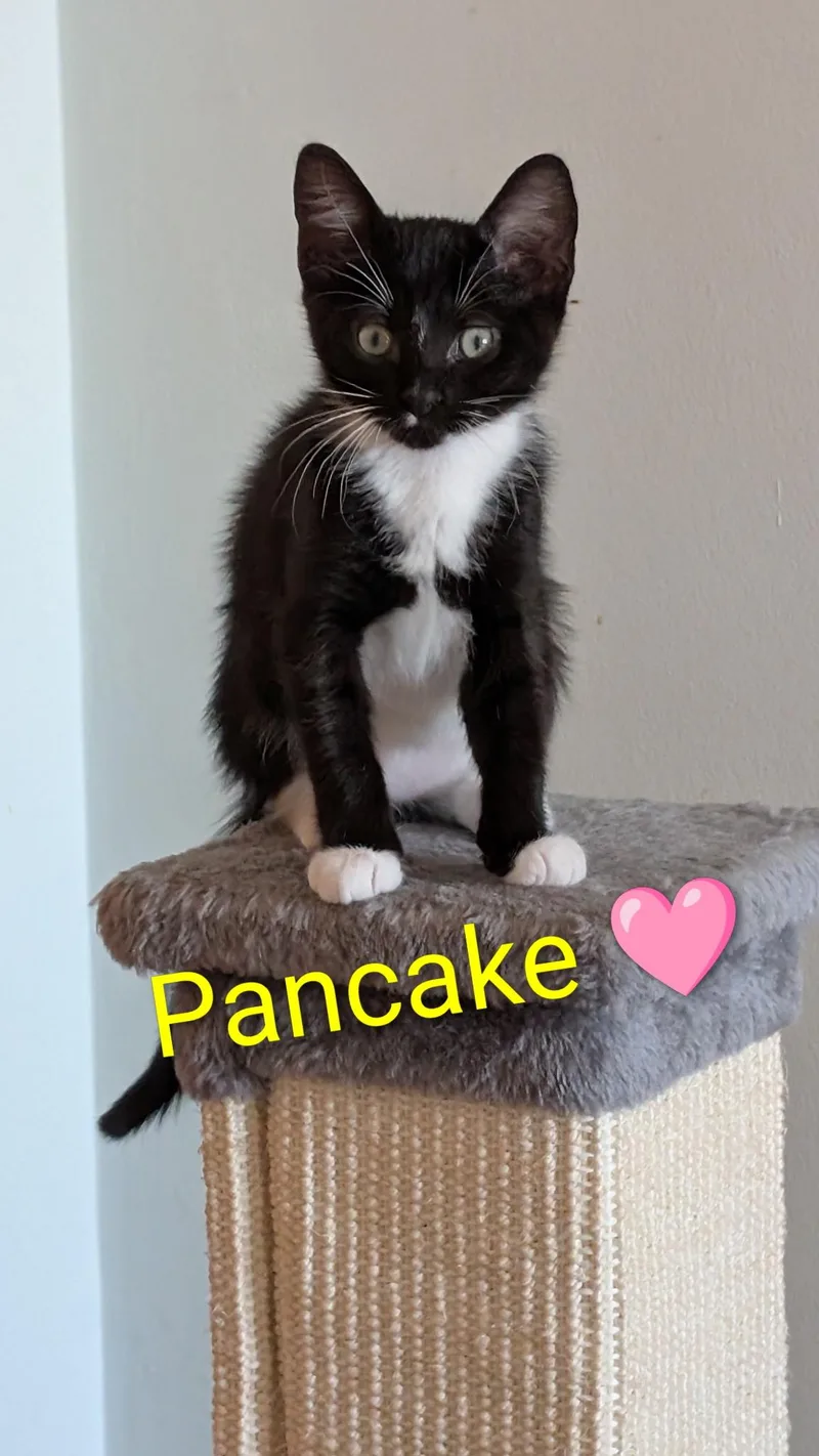 A young large-sized female Black & White / Tuxedo Domestic Short Hair cat named Pancake for adoption in Homewood, IL