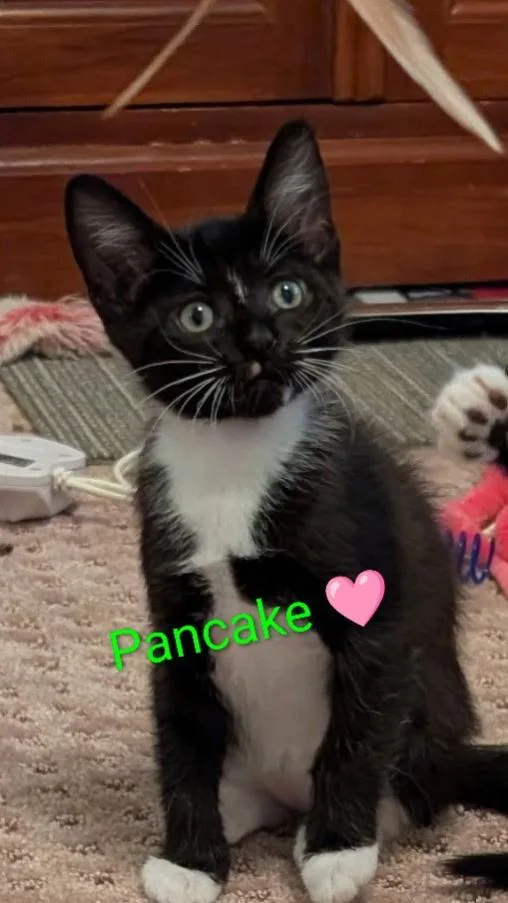 Pancake thumbnail 4