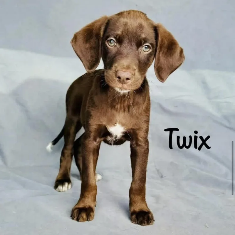 A baby medium-sized female Brown / Chocolate Chocolate Labrador Retriever dog named Twix for adoption in Grand Junction, CO