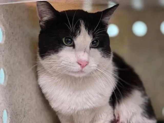 A young large-sized male Domestic Short Hair cat named Leeroy for adoption in Gardena, CA