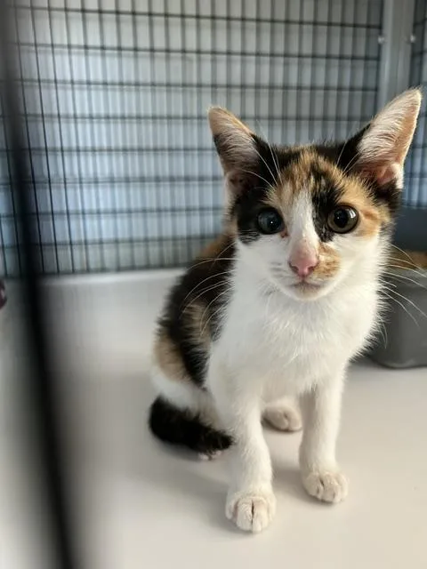 A young small-sized female Calico cat named Canela for adoption in Bryson City, NC