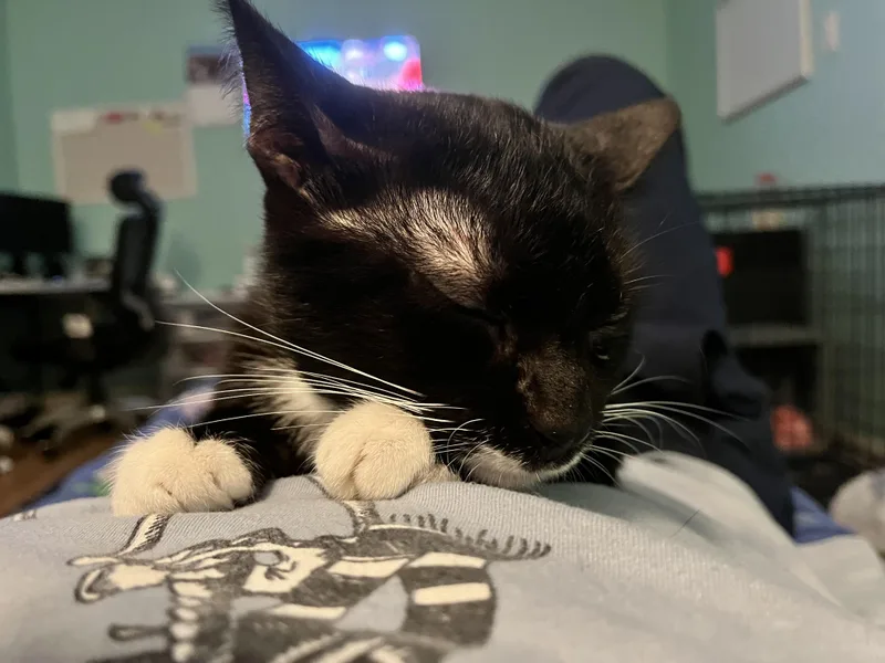 An adult medium-sized male Black & White / Tuxedo Domestic Short Hair cat named Albert Whiskers for adoption in Plano, TX