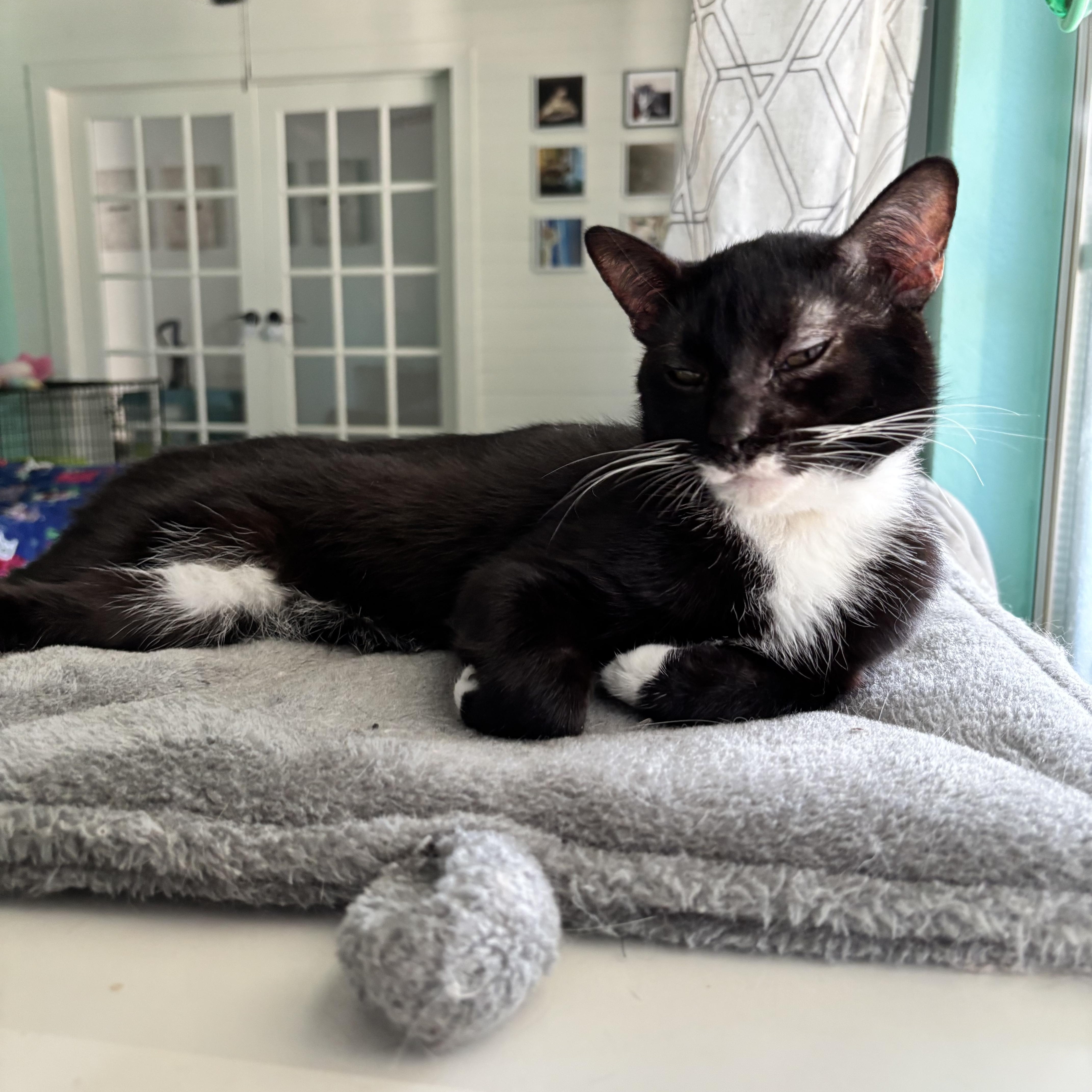 Albert Whiskers thumbnail 2