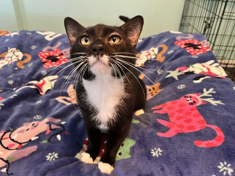 Albert Whiskers thumbnail 3