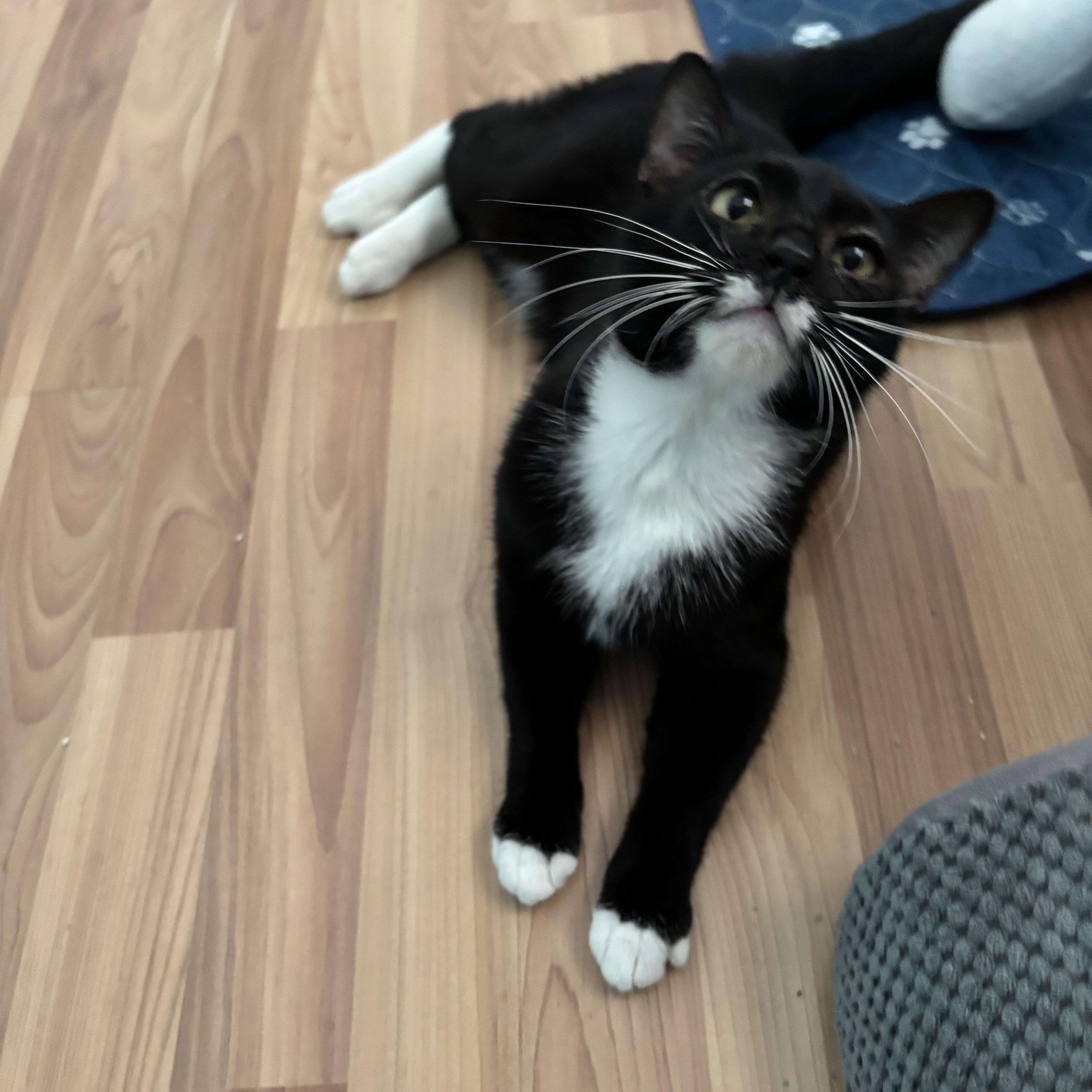 Albert Whiskers thumbnail 4