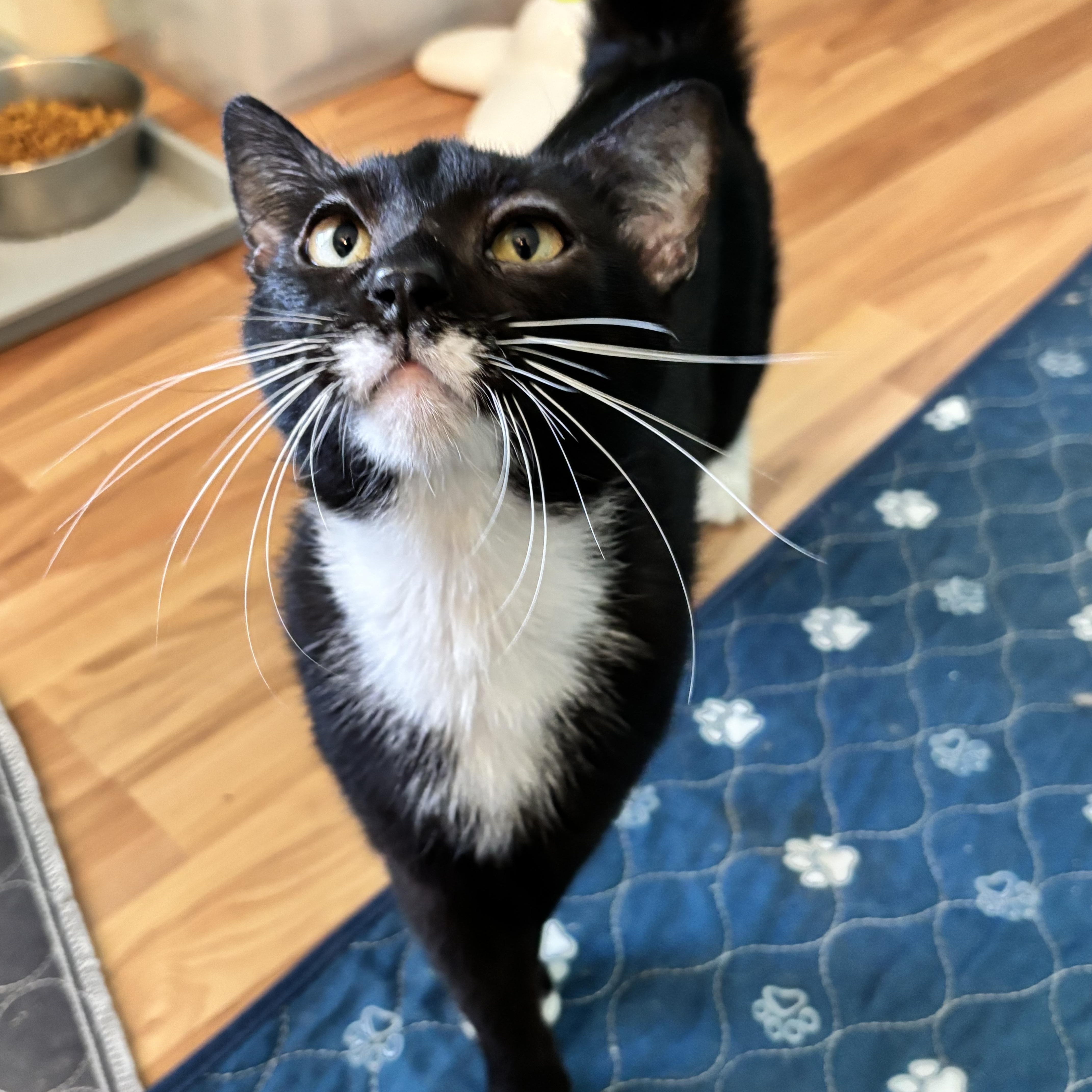 Albert Whiskers thumbnail 5