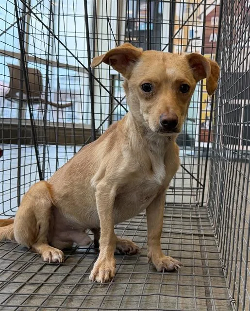 A young small-sized male Chihuahua dog named Sammy for adoption in San Antonio, TX
