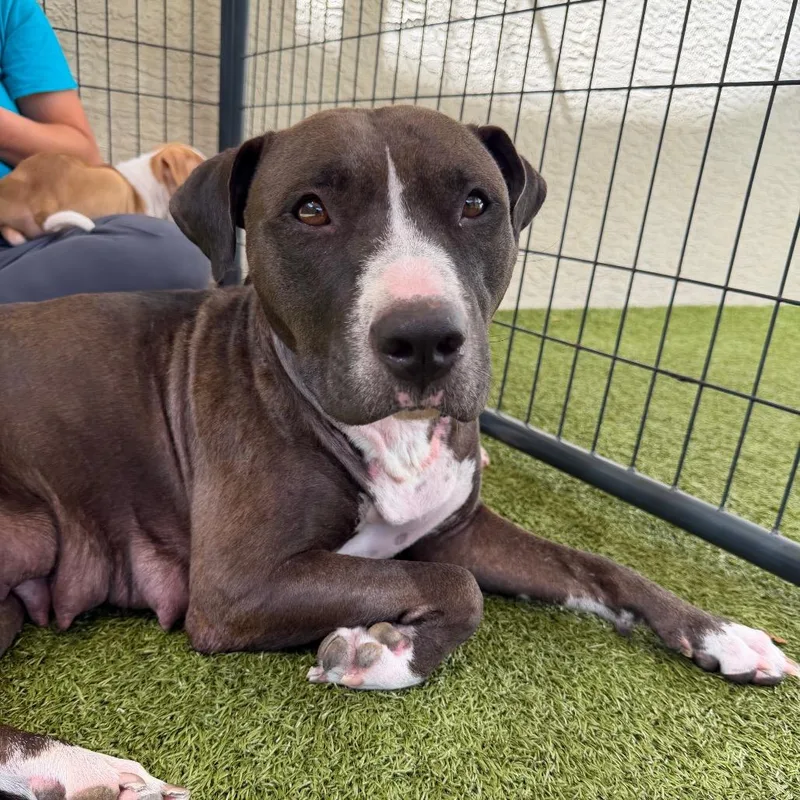 An adult large-sized female Black Mixed Breed dog named Unity for adoption in Titusville, FL