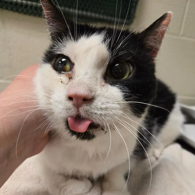 An adult medium-sized male Black Domestic Short Hair cat named Oreo for adoption in Bristol, IN