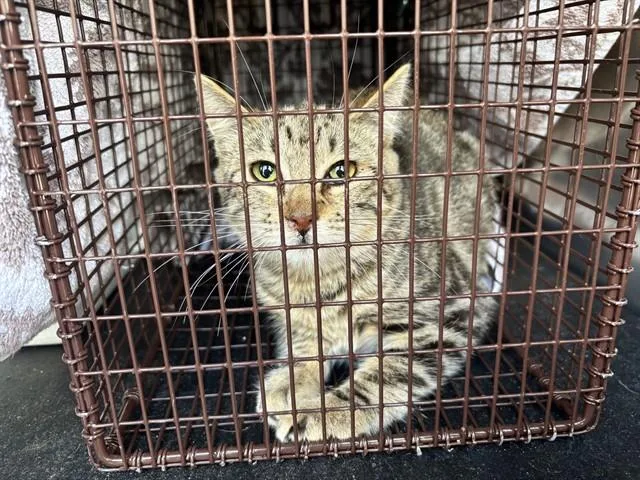 An adult medium-sized female Domestic Short Hair cat named Jellybean for adoption in Ontario, CA